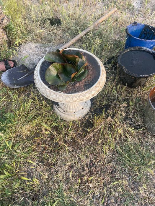 Водяной кувшинки  Лилия Liliya, Nilufar guli