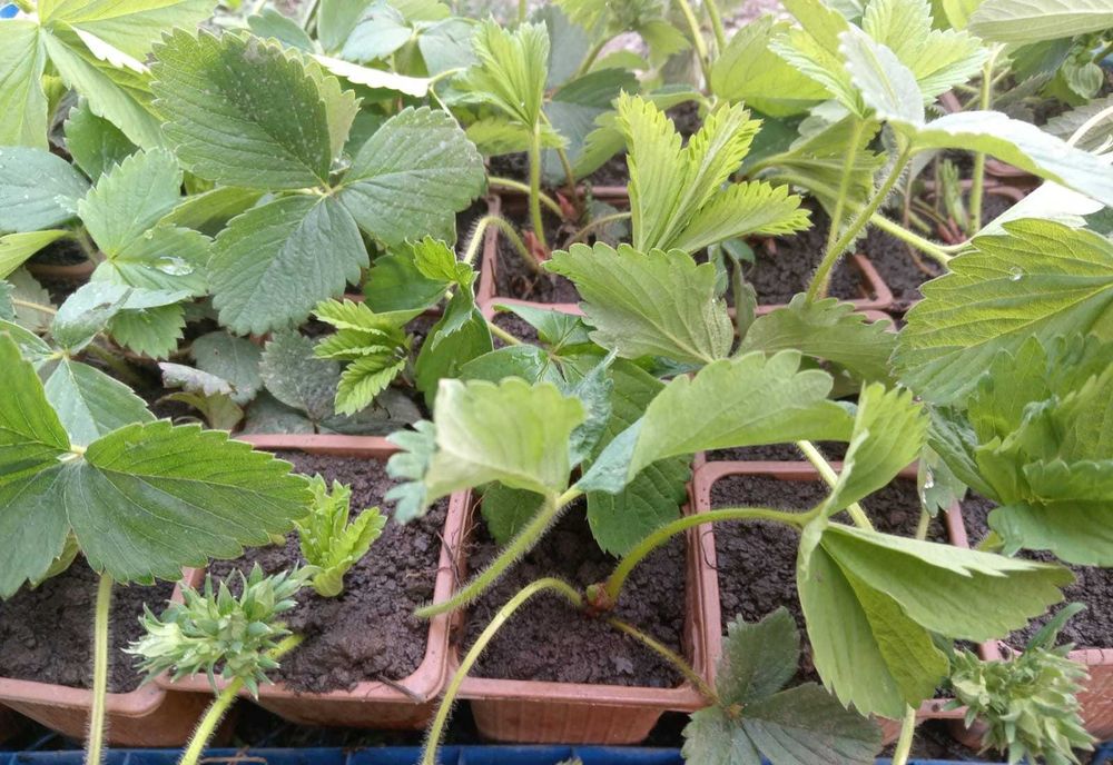 Stoloni capsuni la alveole mari cu mult pamant prindere  100% garantata