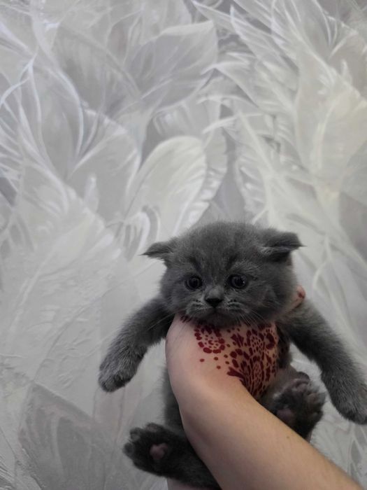 Продам котята пароди скоттиш фолд