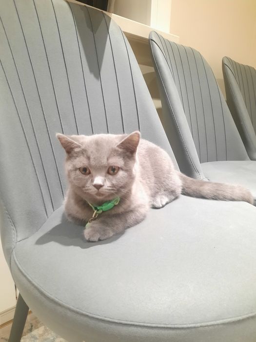 Британская короткошерст котенок