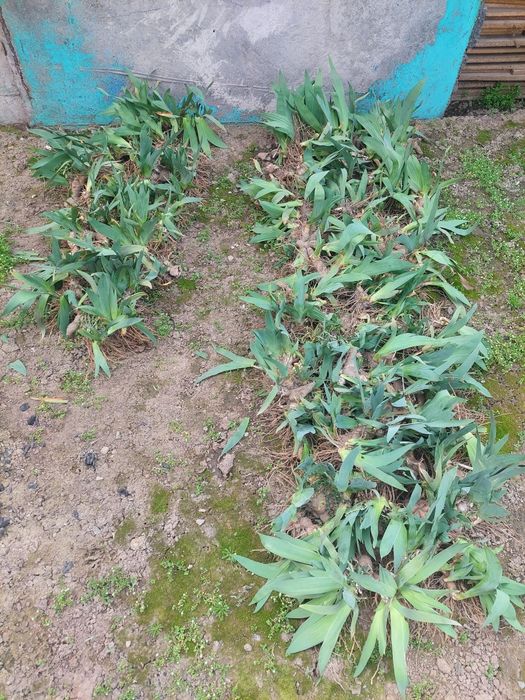 Цветы,ирисы-петушки