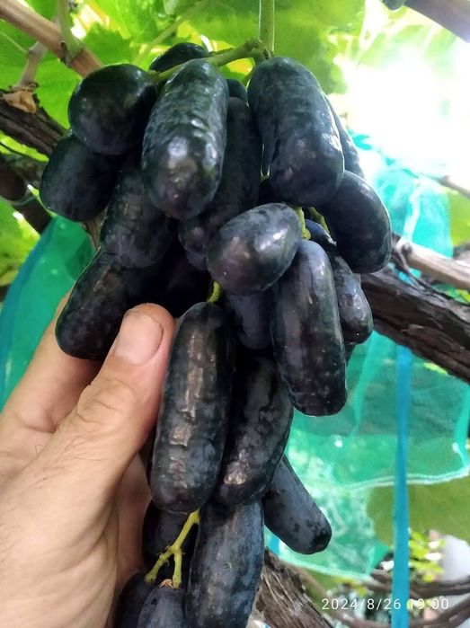 Avatar vita de vie fără semințe anul 3 la ghiveci
