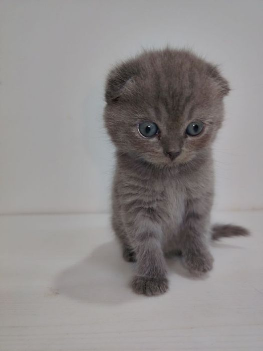 Продаются котята