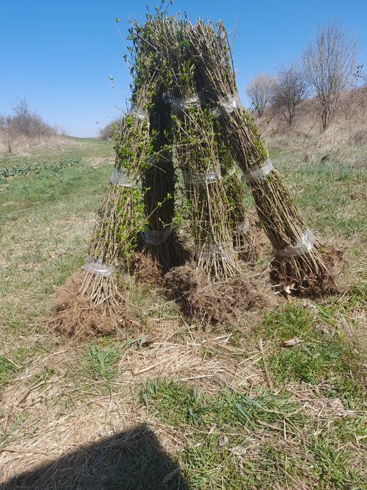 Gard viu /lemn cainesc/ulm/carpen