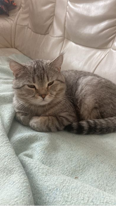 Кот Шотландский  умный