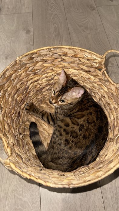 Бенгальская кошечка