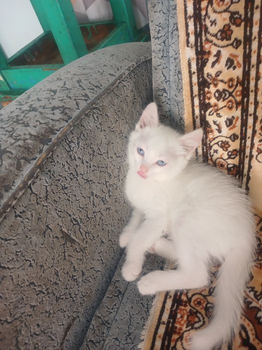 Отдам котят в добрые руки