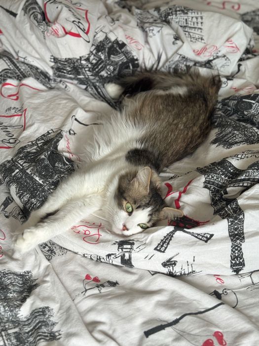 Отдам кота в добрые руки