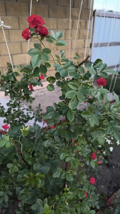 Продам Дом в Бишкуле