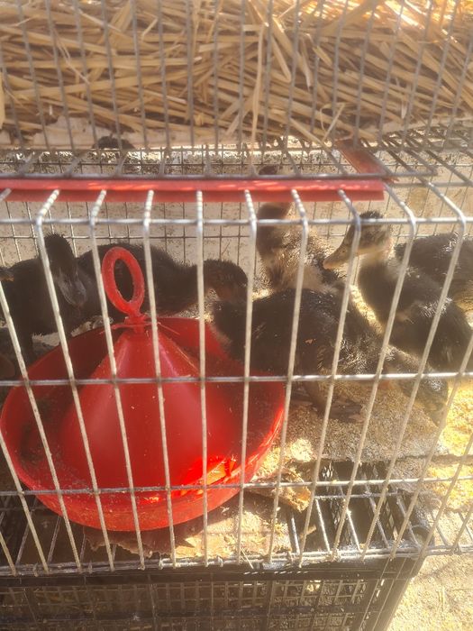 Vând boboci de gasca, rață și puișori de rasă și românești la preturi accesibile