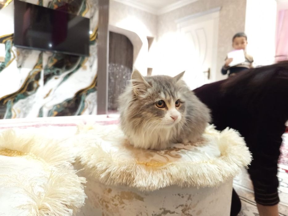 Невская маскерадная