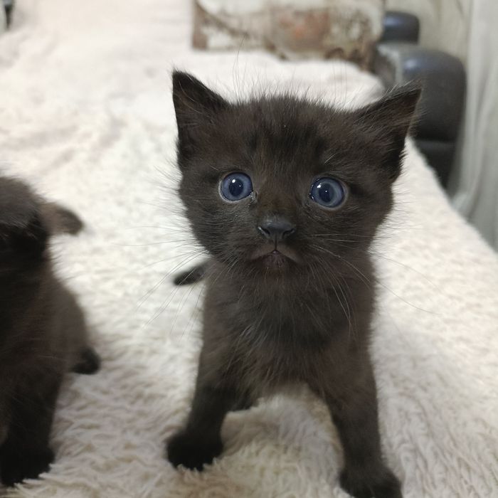 Отдам котят в хорошие руки