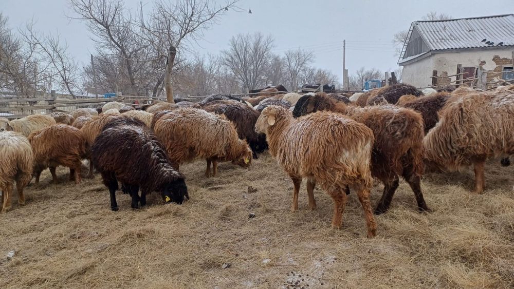 Тоқты сатылады, дені сау, семіз.