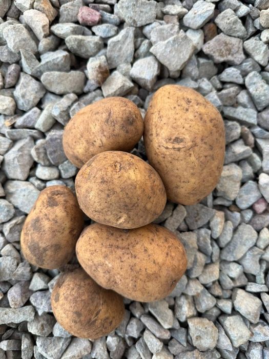 Картошка оптом 160 тг