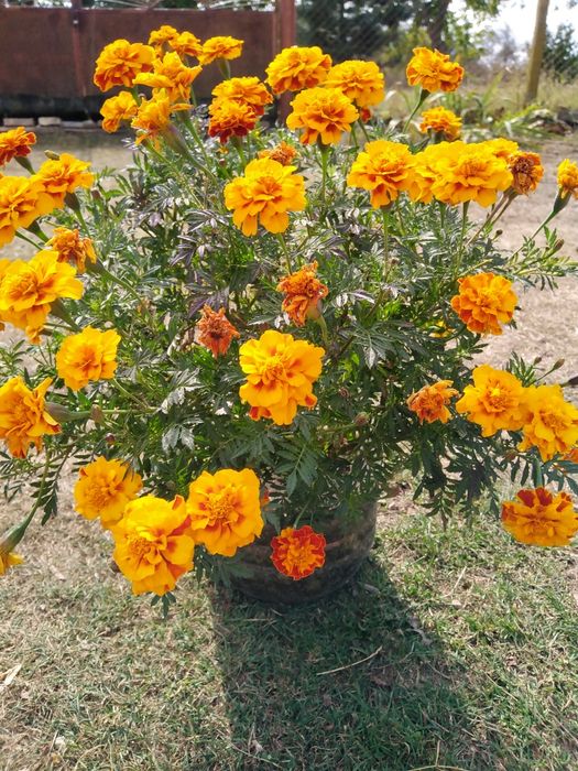 Семена, гиЛечебна КАЛИЗИЯ, Коледниче, КАЛАНХОЕ, Люти чушки дръвче в съ