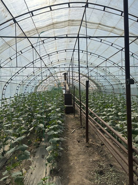 Сдам теплицу в аренду