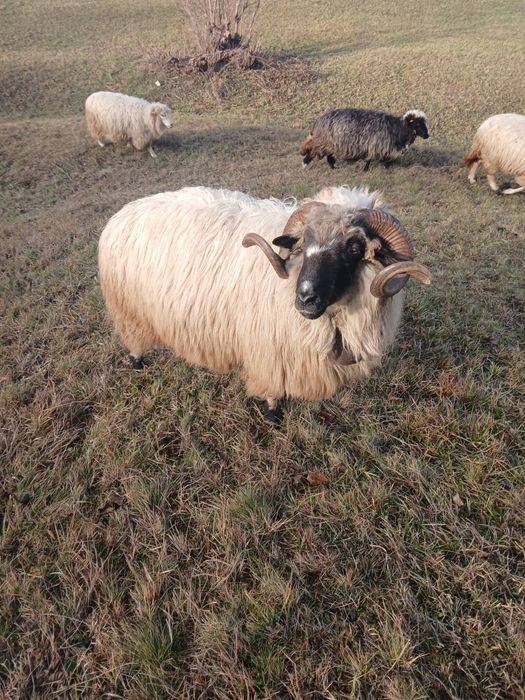 Vând berbec la al doilea miel