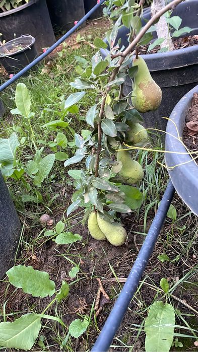 Pomi fructiferi pe rod