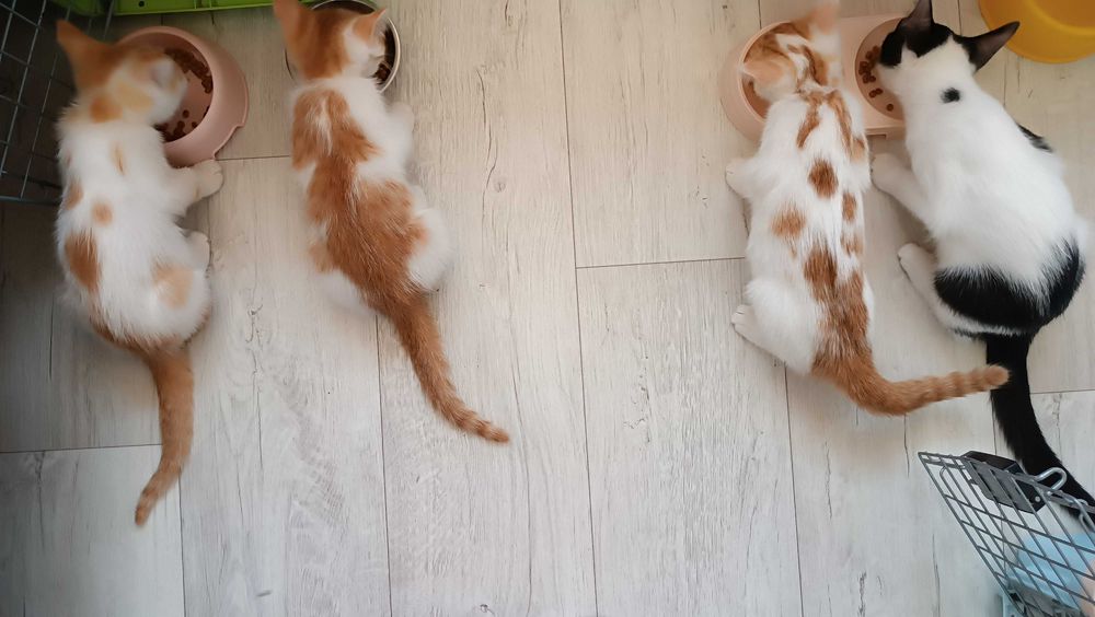 Маленькие котятки в добрые руки