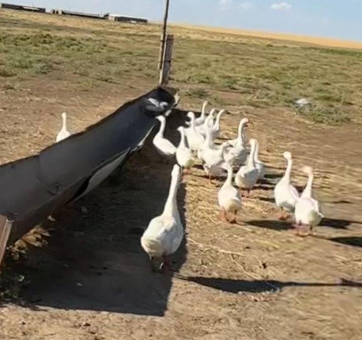 Гуси крупные самки самцы