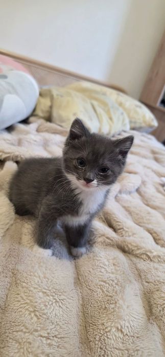 Милые котята в хорошие руки