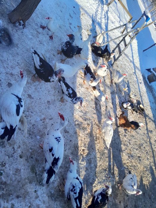 Vând rațe, rățoi, cocoși si iepuri.