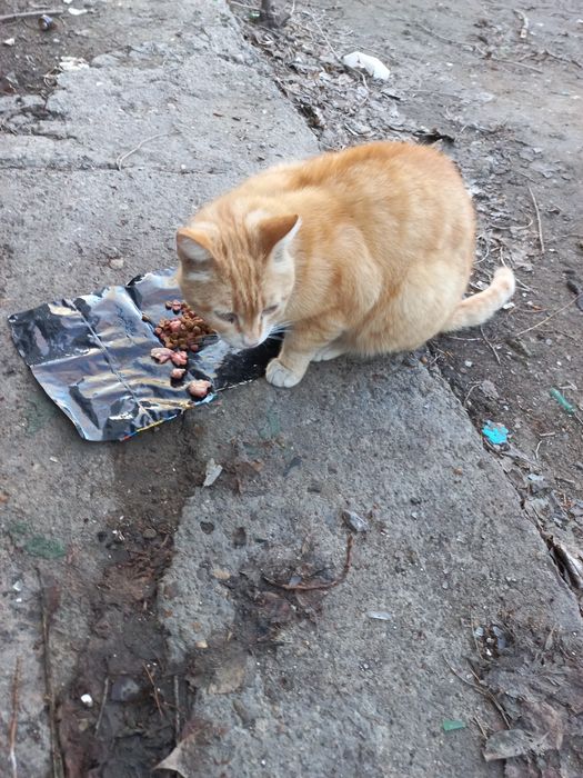 Добрый Рыжий симпатяга кот