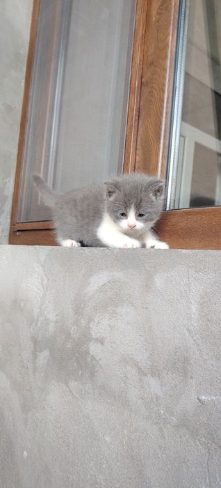 Котята  мама британка. Папа выслоухие