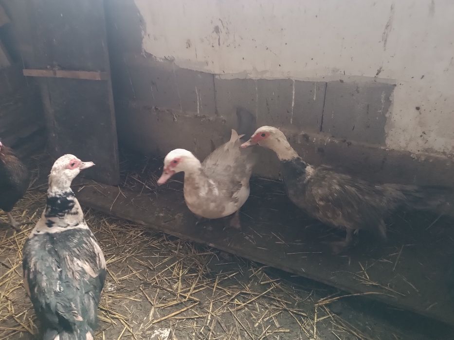 Индоутка индоутка