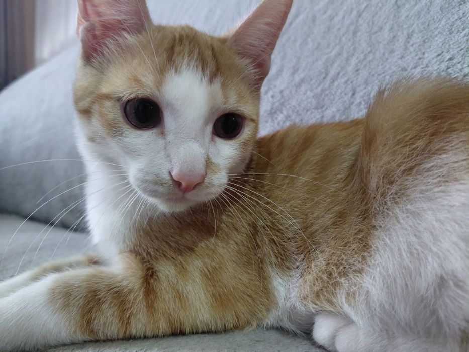 Отдам котёнка в добрые руки