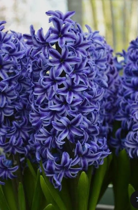 Zambile de la producator