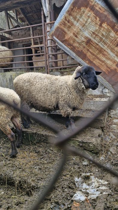 Berbec suffolk 10 luni