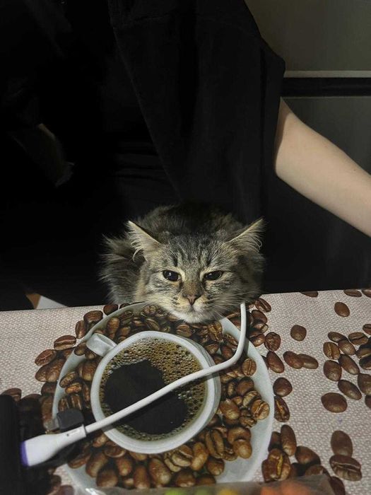 Отдам кошку в добрые руки