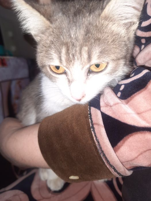 Mushuk. Bervoraman tekinga