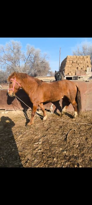 Лошадь продам Уштобе