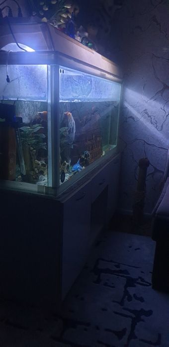 Аквариум с рыбками