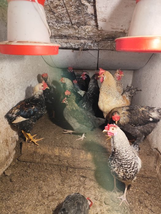 Петли за курбан и  разплод