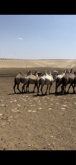 Верблюд продам (туие сатамыз )