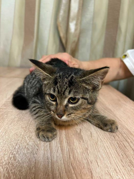 Котята бесплатно