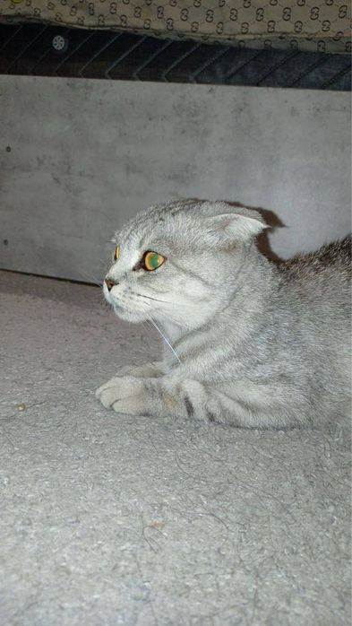 Mushuk skott garanti