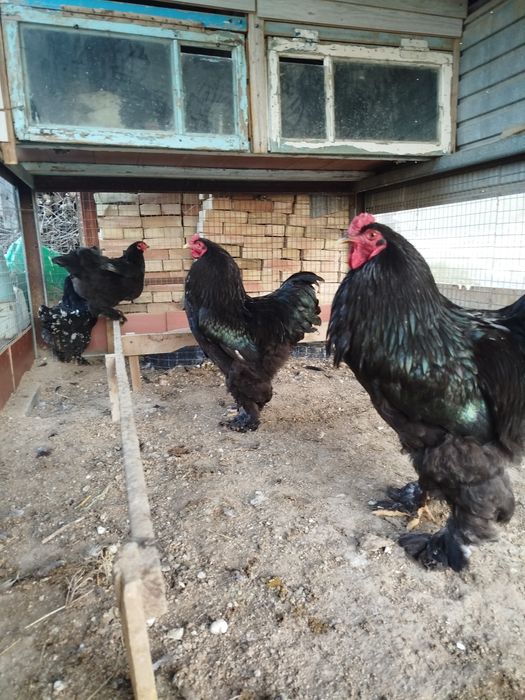 Брама қораз сатылады