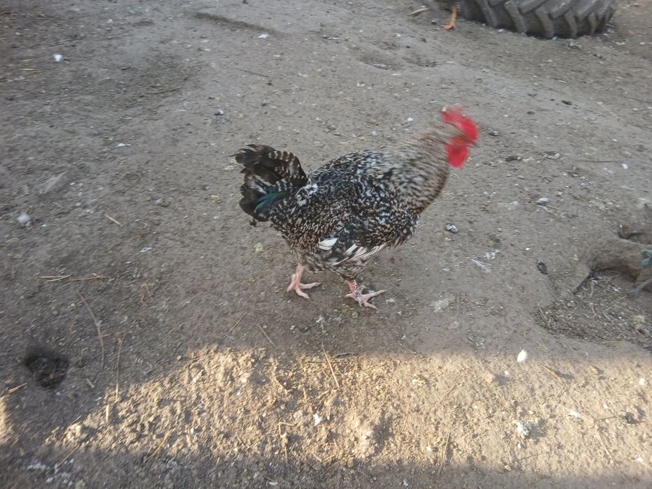 Vând păsări crescute bio  hranite cu cereale si iarba cocoși si rățoi