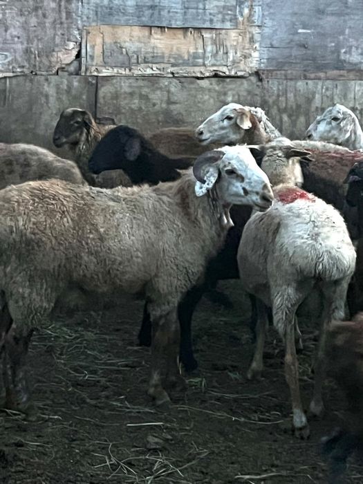 Продам срочно Кошкар