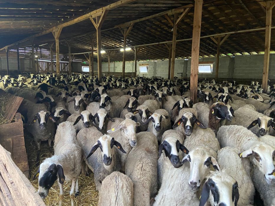 Продава Овцеферма , село Гранит
