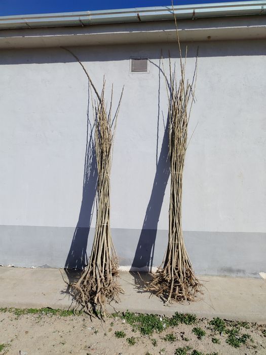 Терак ку́чатлар сотилади