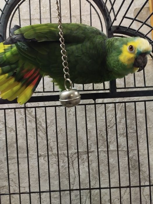 Продам попугая Амазон