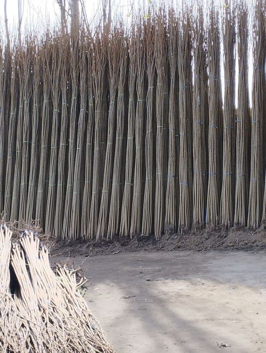 Terak kuchatlar bor cheklanmagan miqdorda