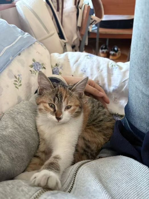 Шестимесячная кошка