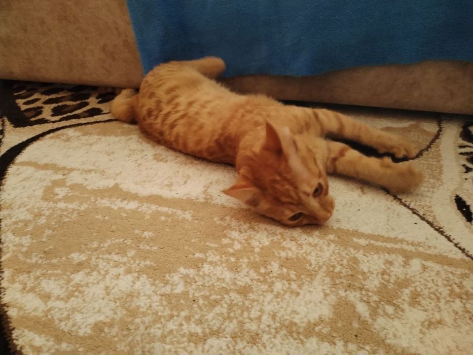 VKontakte-da jinsiy olatni trax fotosurati