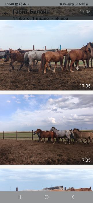 Лошади для езды и прогулок.